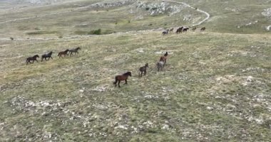 Vahşi Doğa 'da Dörtnala Koşan Büyük Atlar Sürüsünün Üzerindeki Destansı Hava Altın Saat At Yetiştirme Ekolojik Keşif Gücü 4K. yüksek kaliteli stok fotajı