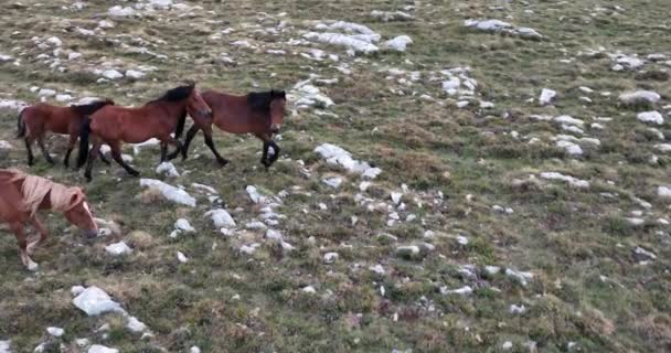 Epica Aerea Grande Mandria Cavalli Selvatici Galoppare Natura Selvaggia Rallentare — Video Stock