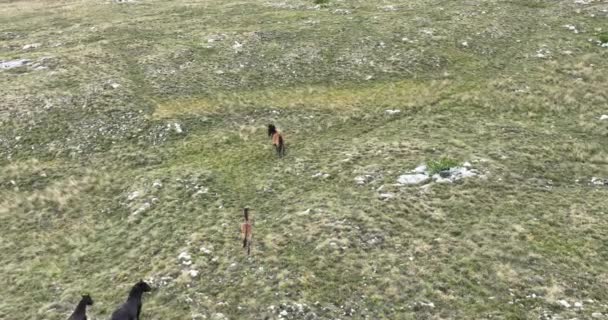 Epic Aerial Large Herd Wild Horses Running Galloping Wild Nature — 비디오