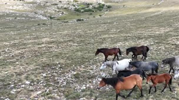 Epic Aerial Large Herd Wild Horses Running Galloping Wild Nature — Stock video