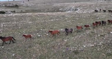 Vahşi Doğa 'da Dörtnala Koşan Büyük Atlar Sürüsünün Üzerindeki Destansı Hava Altın Saat At Yetiştirme Ekolojik Keşif Gücü 4K. yüksek kaliteli stok fotajı.