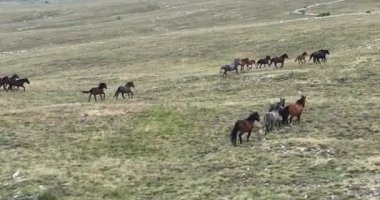 Vahşi Doğa 'da Dörtnala Koşan Büyük Atlar Sürüsünün Üzerindeki Destansı Hava Altın Saat At Yetiştirme Ekolojik Keşif Gücü 4K. yüksek kaliteli stok fotajı