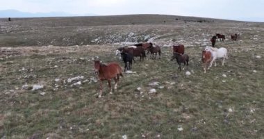 Vahşi Doğa 'da Dörtnala Koşan Büyük Atlar Sürüsünün Üzerindeki Destansı Hava Altın Saat At Yetiştirme Ekolojik Keşif Gücü 4K. yüksek kaliteli stok fotajı.