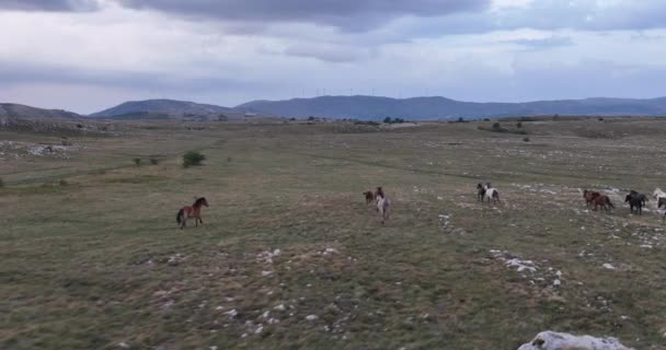 Epische Antenne Large Herd Wild Horses Running Galloping Wild Nature — Stockvideo