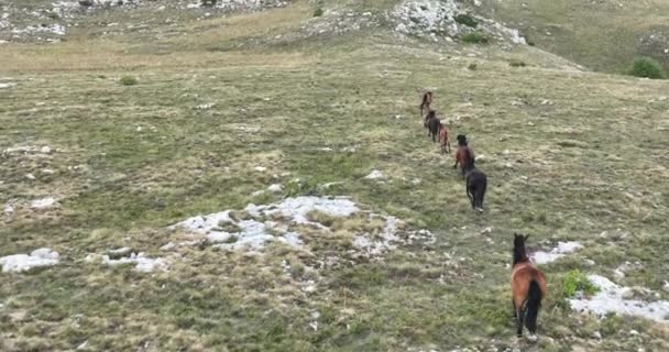 草原を駆け抜ける野生の自然のスローモーションで疾走する野生の馬の群れの上に壮大な空中繁殖生態探査パワーコンセプト4K 高品質のストックフォト — ストック動画