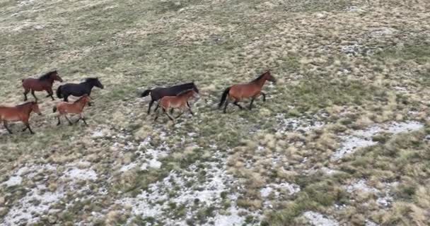 Vahşi Doğa Dörtnala Koşan Büyük Atlar Sürüsünün Üzerindeki Destansı Hava — Stok video