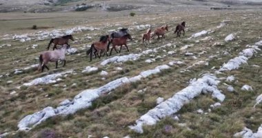 Vahşi Doğa 'da Dörtnala Koşan Büyük Atlar Sürüsünün Üzerindeki Destansı Hava Altın Saat At Yetiştirme Ekolojik Keşif Gücü 4K. yüksek kaliteli stok fotajı.