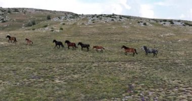 Vahşi Doğa 'da Dörtnala Koşan Büyük Atlar Sürüsünün Üzerindeki Destansı Hava Altın Saat At Yetiştirme Ekolojik Keşif Gücü 4K. yüksek kaliteli stok fotajı