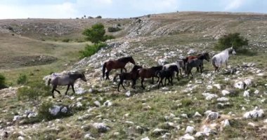 Vahşi Doğa 'da Dörtnala Koşan Büyük Atlar Sürüsünün Üzerindeki Destansı Hava Altın Saat At Yetiştirme Ekolojik Keşif Gücü 4K. yüksek kaliteli stok fotajı