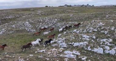 Vahşi Doğa 'da Dörtnala Koşan Büyük Atlar Sürüsünün Üzerindeki Destansı Hava Altın Saat At Yetiştirme Ekolojik Keşif Gücü 4K. yüksek kaliteli stok fotajı.