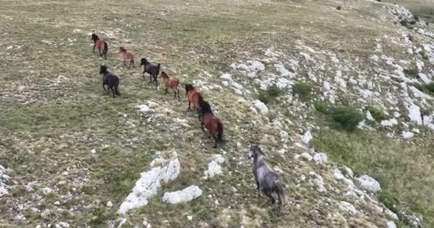 Epic Aerial Large Herd Wild Horses Running Galloping Wild Nature — Videoclip de stoc