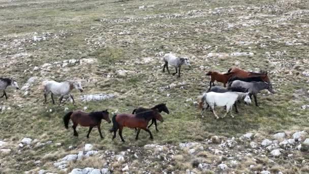 Vahşi Doğa Dörtnala Koşan Büyük Atlar Sürüsünün Üzerindeki Destansı Hava — Stok video