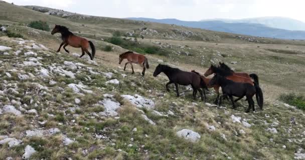 Epic Aerial Large Herd Wild Horses Running Galloping Wild Nature — Stock video