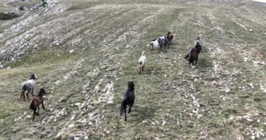 Vahşi Doğa 'da Dörtnala Koşan Büyük Atlar Sürüsünün Üzerindeki Destansı Hava Altın Saat At Yetiştirme Ekolojik Keşif Gücü 4K. yüksek kaliteli stok fotajı