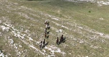 Vahşi Doğa 'da Dörtnala Koşan Büyük Atlar Sürüsünün Üzerindeki Destansı Hava Altın Saat At Yetiştirme Ekolojik Keşif Gücü 4K. yüksek kaliteli stok fotajı