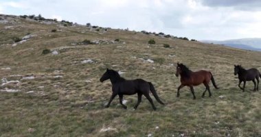 Vahşi Doğa 'da Dörtnala Koşan Vahşi Atlar Sürüsünün Üzerindeki Destansı Hava Altın Saatlik Çayırda Yavaş Hareket Ekolojik Keşif Gücü 4K