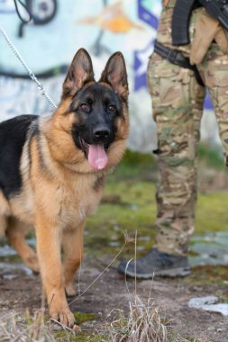 Savaş meydanında çalışan askerî köpek portresiyle. Yüksek kalite fotoğraf