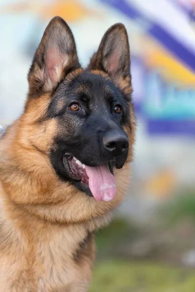 戦場での軍事犬の肖像画です 高品質の写真 — ストック写真