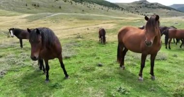 Mavi nehrin yanında iki yüksek soğutmalı kuleli kömür santralinin insansız hava aracı görüntüsü. Bacalardan çıkan duman ve güç üreten türbinlerden çıkan buhar. Yüksek kalite 4k görüntü