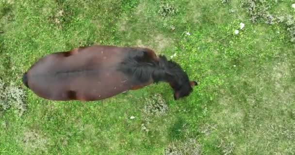 Herd Wild Horses Slowly Walking Field Eating Fresh Grass Beautiful — Stock Video