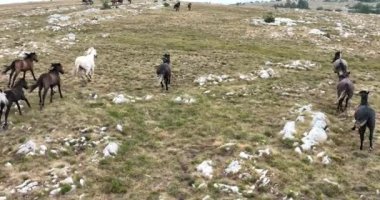 Uçan İHA 'nın, bozkırda dört nala koşan vahşi at sürüsünün üzerinde uçarken çekilmiş havadan çekilmiş yavaş çekim görüntüleri. Bulutlu doğal manzara. Vahşi doğa, arka planda dağlar. 