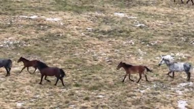 Uçan İHA 'nın, bozkırda dört nala koşan vahşi at sürüsünün üzerinde uçarken çekilmiş havadan çekilmiş yavaş çekim görüntüleri. Bulutlu doğal manzara. Vahşi doğa, arka planda dağlar. 