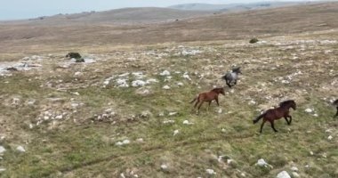 Uçan İHA 'nın, bozkırda dört nala koşan vahşi at sürüsünün üzerinde uçarken çekilmiş havadan çekilmiş yavaş çekim görüntüleri. Bulutlu doğal manzara. Vahşi doğa, arka planda dağlar. 