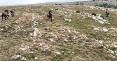 Uçan İHA 'nın, bozkırda dört nala koşan vahşi at sürüsünün üzerinde uçarken çekilmiş havadan çekilmiş yavaş çekim görüntüleri. Bulutlu doğal manzara. Vahşi doğa, arka planda dağlar. 