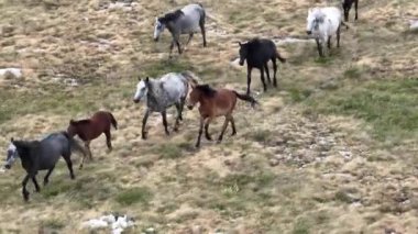 Uçan İHA 'nın, bozkırda dört nala koşan vahşi at sürüsünün üzerinde uçarken çekilmiş havadan çekilmiş yavaş çekim görüntüleri. Bulutlu doğal manzara. Vahşi doğa, arka planda dağlar. 