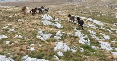 Uçan İHA 'nın, bozkırda dört nala koşan vahşi at sürüsünün üzerinde uçarken çekilmiş havadan çekilmiş yavaş çekim görüntüleri. Bulutlu doğal manzara. Vahşi doğa, arka planda dağlar. 