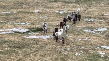 Uçan İHA 'nın, bozkırda dört nala koşan vahşi at sürüsünün üzerinde uçarken çekilmiş havadan çekilmiş yavaş çekim görüntüleri. Bulutlu doğal manzara. Vahşi doğa, arka planda dağlar. 
