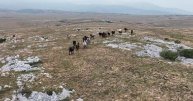 Uçan İHA 'nın, bozkırda dört nala koşan vahşi at sürüsünün üzerinde uçarken çekilmiş havadan çekilmiş yavaş çekim görüntüleri. Bulutlu doğal manzara. Vahşi doğa, arka planda dağlar. 