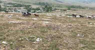 Uçan İHA 'nın, bozkırda dört nala koşan vahşi at sürüsünün üzerinde uçarken çekilmiş havadan çekilmiş yavaş çekim görüntüleri. Bulutlu doğal manzara. Vahşi doğa, arka planda dağlar. 