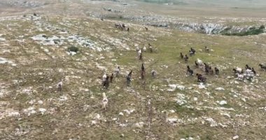 Uçan İHA 'nın, bozkırda dört nala koşan vahşi at sürüsünün üzerinde uçarken çekilmiş havadan çekilmiş yavaş çekim görüntüleri. Bulutlu doğal manzara. Vahşi doğa, arka planda dağlar. 