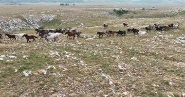 Uçan İHA 'nın, bozkırda dört nala koşan vahşi at sürüsünün üzerinde uçarken çekilmiş havadan çekilmiş yavaş çekim görüntüleri. Bulutlu doğal manzara. Vahşi doğa, arka planda dağlar. 