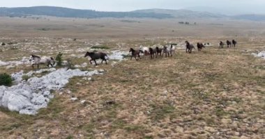 Uçan İHA 'nın, bozkırda dört nala koşan vahşi at sürüsünün üzerinde uçarken çekilmiş havadan çekilmiş yavaş çekim görüntüleri. Bulutlu doğal manzara. Vahşi doğa, arka planda dağlar. 