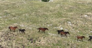 Uçan İHA 'nın, bozkırda dört nala koşan vahşi at sürüsünün üzerinde uçarken çekilmiş havadan çekilmiş yavaş çekim görüntüleri. Bulutlu doğal manzara. Vahşi doğa, arka planda dağlar. 