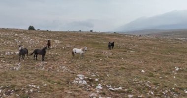 Uçan İHA 'nın, bozkırda dört nala koşan vahşi at sürüsünün üzerinde uçarken çekilmiş havadan çekilmiş yavaş çekim görüntüleri. Bulutlu doğal manzara. Vahşi doğa, arka planda dağlar. 
