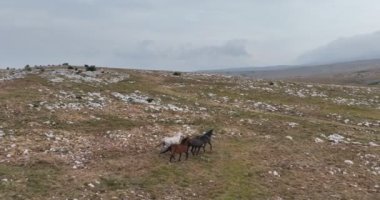 Uçan İHA 'nın, bozkırda dört nala koşan vahşi at sürüsünün üzerinde uçarken çekilmiş havadan çekilmiş yavaş çekim görüntüleri. Bulutlu doğal manzara. Vahşi doğa, arka planda dağlar. 