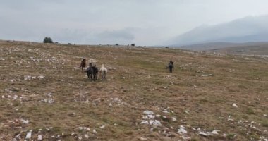 Uçan İHA 'nın, bozkırda dört nala koşan vahşi at sürüsünün üzerinde uçarken çekilmiş havadan çekilmiş yavaş çekim görüntüleri. Bulutlu doğal manzara. Vahşi doğa, arka planda dağlar. 