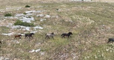 Uçan İHA 'nın, bozkırda dört nala koşan vahşi at sürüsünün üzerinde uçarken çekilmiş havadan çekilmiş yavaş çekim görüntüleri. Bulutlu doğal manzara. Vahşi doğa, arka planda dağlar. 