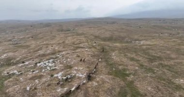 Uçan İHA 'nın, bozkırda dört nala koşan vahşi at sürüsünün üzerinde uçarken çekilmiş havadan çekilmiş yavaş çekim görüntüleri. Bulutlu doğal manzara. Vahşi doğa, arka planda dağlar. 