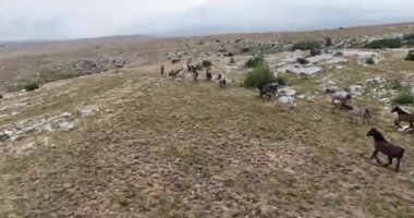 Uçan İHA 'nın, bozkırda dört nala koşan vahşi at sürüsünün üzerinde uçarken çekilmiş havadan çekilmiş yavaş çekim görüntüleri. Bulutlu doğal manzara. Vahşi doğa, arka planda dağlar. 