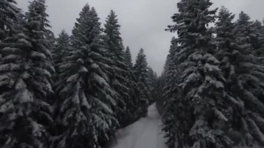 Kar, hareket eden bir sis ve güzel bir ışıkla ağaçlarla kaplıydı. Hava kuşları kış görüntülerini izliyordu. Yüksek kalite 4k görüntü