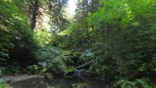 Strzał Powietrza Lecący Zaczarowanym Lesie Dzikim Wąwozem Potokiem Płynącym Dół — Wideo stockowe