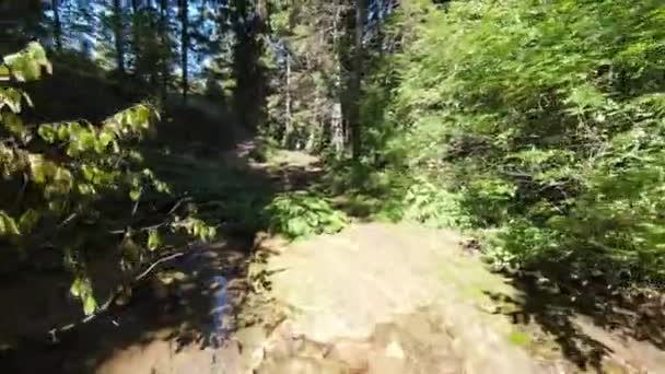 Büyülü Bir Ormanda Şelaleden Akan Bir Dereyle Uçan Insansız Hava — Stok video