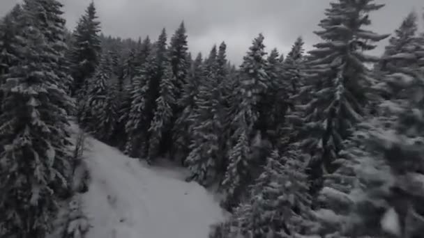 雪に覆われた森の中で 霧と美しい光 空中の鳥の目の冬の映像を移動する木々 高品質4K映像 — ストック動画