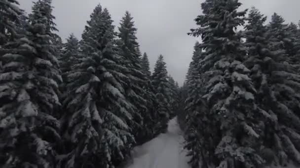Árboles Cubiertos Nieve Bosque Con Niebla Movimiento Hermosa Luz Aves — Vídeos de Stock