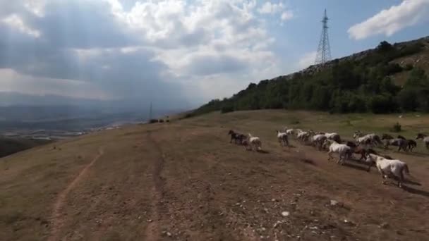 Una Mandria Cavalli Selvaggi Galoppa Veloce Attraverso Steppa Drone Fpv — Video Stock