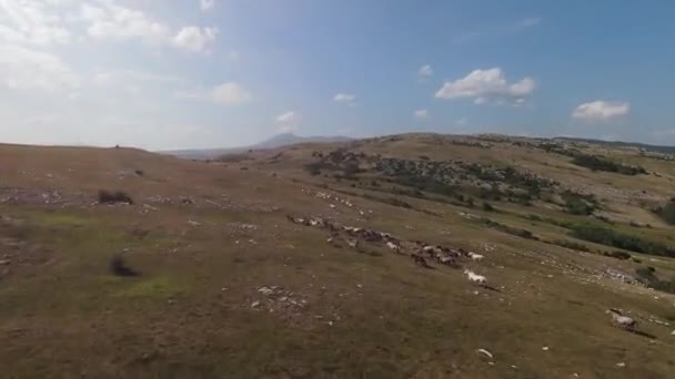 Herd Wild Horses Galloping Fast Steppe Aerial Fpv Drone Flying — Stock Video